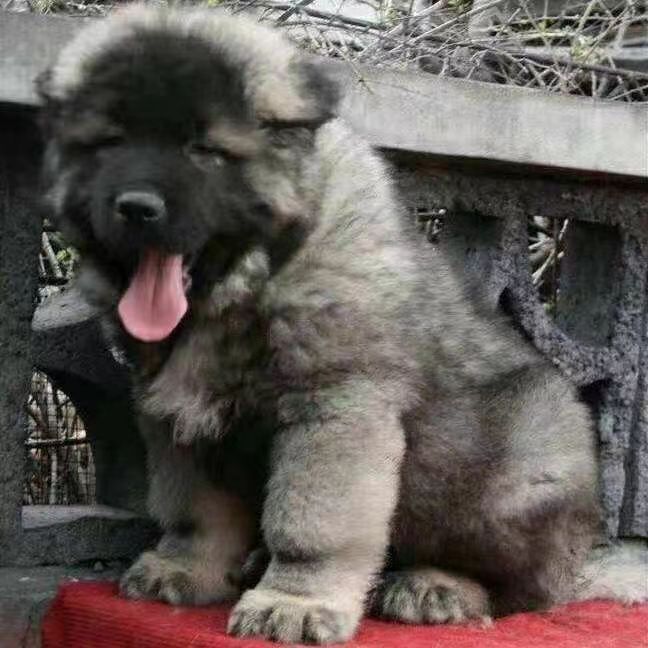 出售纯种高加索幼犬活体俄罗斯熊版高加索大型护卫犬陪伴犬狩猎犬