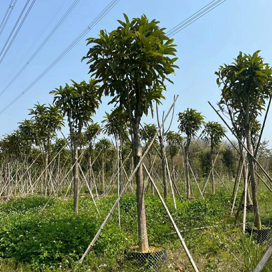 2303 база поставляет большое дерево с пятью каркасом плода Дирон персик 10-15 см