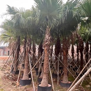 Fujian Pukou Palm Tree Base Tropical Palm Tree Price Place of Production Old Man Kwai Wholesale