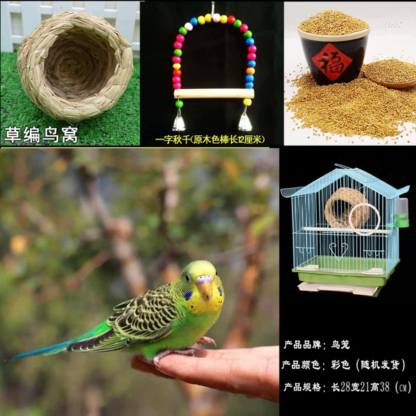 2 green skins [one male and one female] + feeding cage + swing + bird nest