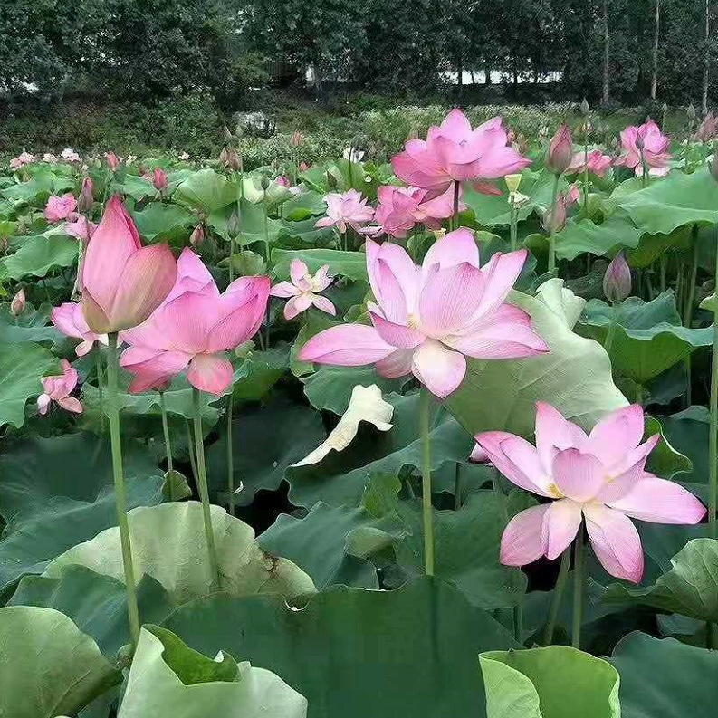 Водные растения Лотос Живописный район Озеленение Западное озеро Лотос Вода Лилия Комнатные рассады Полные спецификации