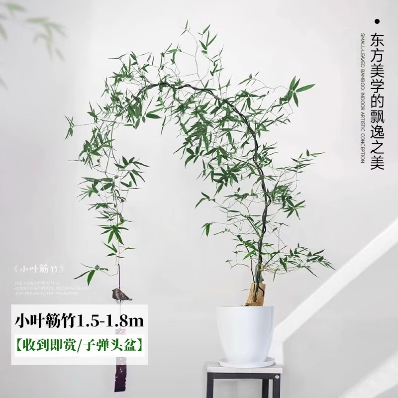 【收到即赏】小叶簕竹 1.5-1.8m 子弹头树脂盆 送托盘