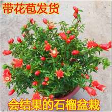石榴花盆栽盆景果树苗室内四季开花带果植物室外庭院阳台绿植花卉