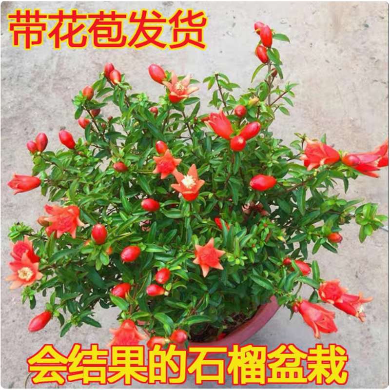 石榴花盆栽盆景果树苗室内四季开花带果植物室外庭院阳台绿植花卉