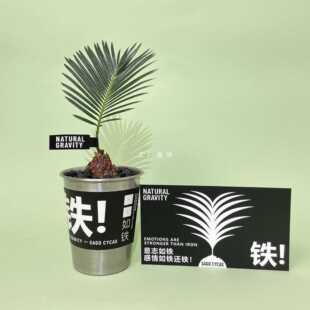 ✅ Natural Gravity Purifies the Air, Cycad Tree Mini Potted Plant, Office Creative Easy-To-Grow Plant, Evergreen All Year Round