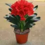植物盆栽精品兰花苗兰花
