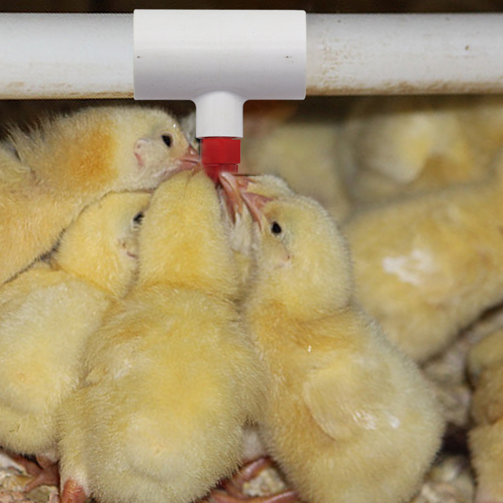 Equipo de tres vías de la cría del pollo del PVC de la fuente de consumición automática del pollo, del Pato y del Ganso