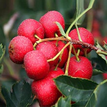 新鲜山楂果山东大金星山楂大五棱小石榴酸楂糖葫芦原料5斤非甜红