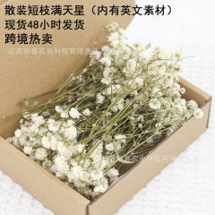 バラの緑の竿の白い満天の星の乾いた花の永遠の花のdiyは材料のアマゾンを配合して売ります。