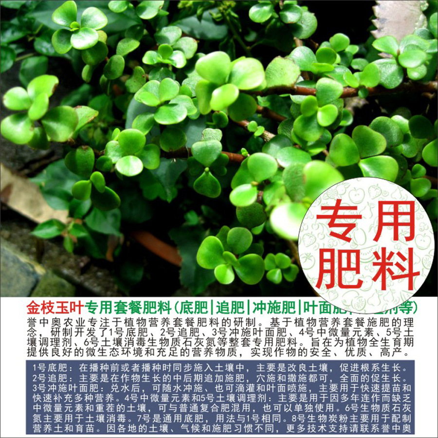 1-50斤誉中奥玻璃翠金枝玉叶玉树专用套餐肥料底肥追肥冲施叶面肥