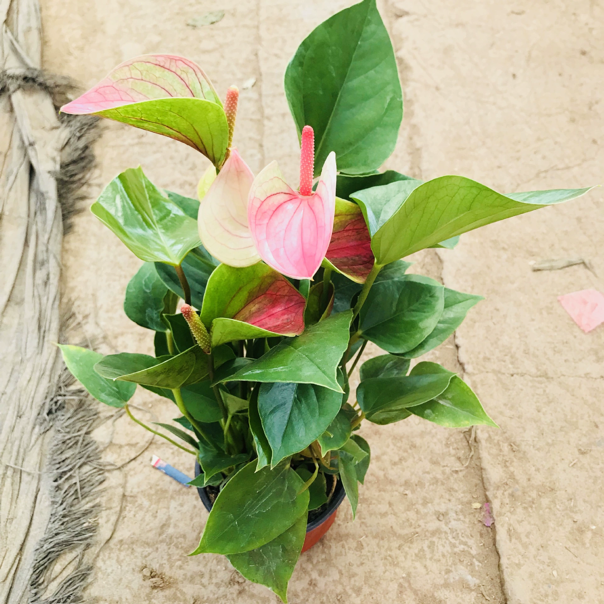 Оптовые продажи зеленых растений горшечные растения Крытый офис Настольный цвет мечты пальмовый бассейн культура почвы очистка воздуха горшечные растения