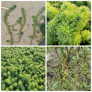 Wholesale Aquatic Plants, Tempgae, Goldfish Algae, Bitter Grass Water Plant, Wetland Complex Green Ecological Project Seedlings