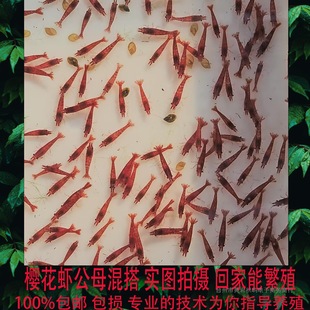 �ѻ��r�ښ��r�O��ĸ�r�^�p�r�t�����r�S��ؐ�r�{�����rˮ���r���r