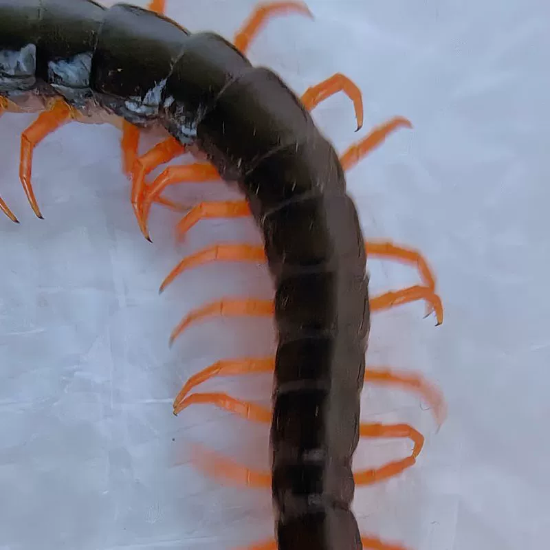 Живые скорпионы, живые стрекозы, живые тараканы, живые дождевые черви, личинки, осы, живые черные муравьи, мотыльки-корморыжи.