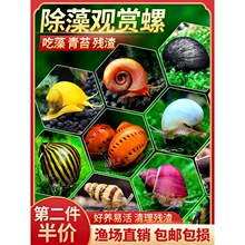 观赏螺活体除藻螺宠物螺淡水螺苹果螺斑马螺洋葱螺杀手螺工具螺