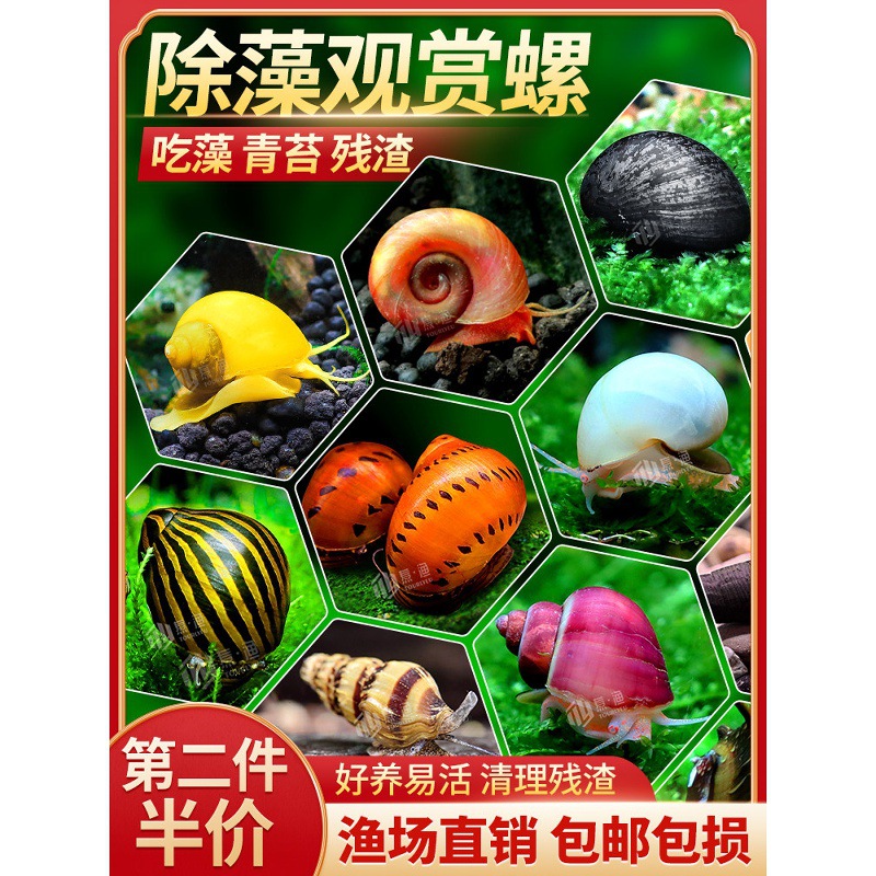 观赏螺活体除藻螺宠物螺淡水螺苹果螺斑马螺洋葱螺杀手螺工具螺