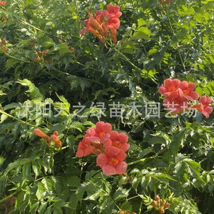 Wisteria Seedlings, Climbing Vines, Climbing Flowers, Green Plants, Balcony, Courtyard, Villa Greening Plants, Wisteria Flowers, Villa Recommendations