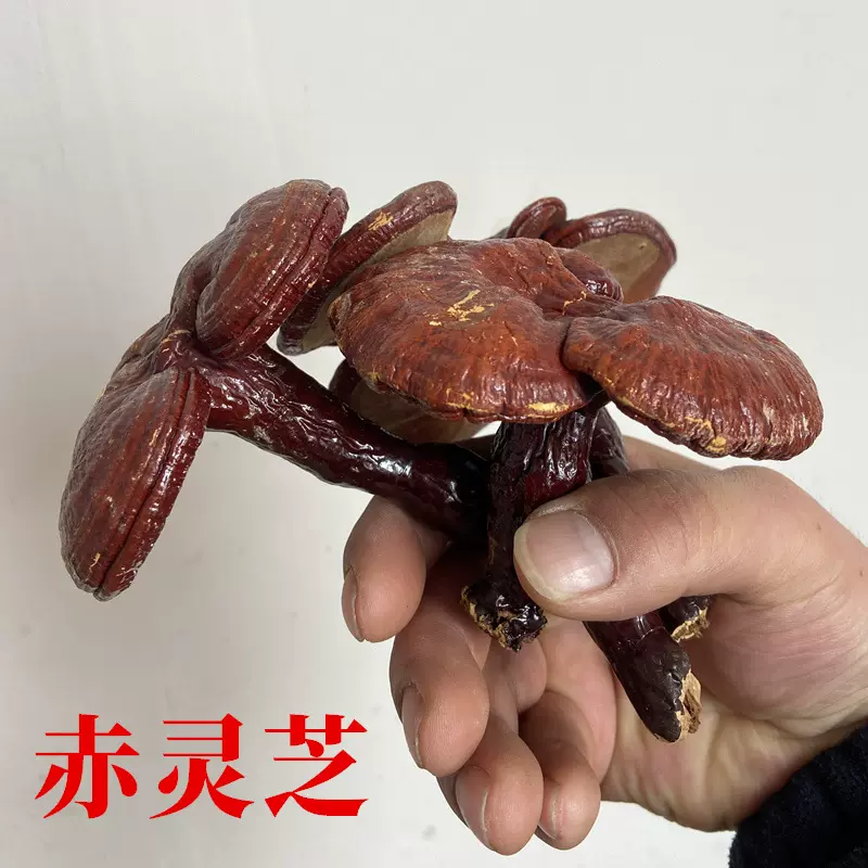 灵芝250克整枝灵芝紫灵芝赤灵芝500克可切片煲汤泡水竹灵芝赤灵芝
