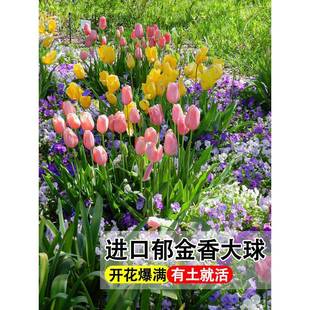 Hydroponic Tulips Imported Bulb Florals 5-Degree Ball Indoor and Outdoor Soil Culture Potted Water-Raised Four-Season Seed Plants
