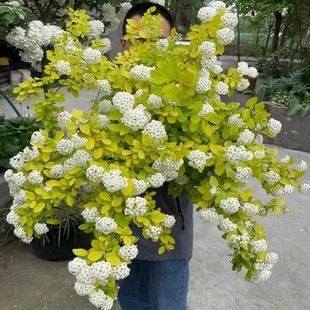 �S����Ȫ�������Բ��~���������~�����ջ����̨ͥԺ�����ͺ���ľ