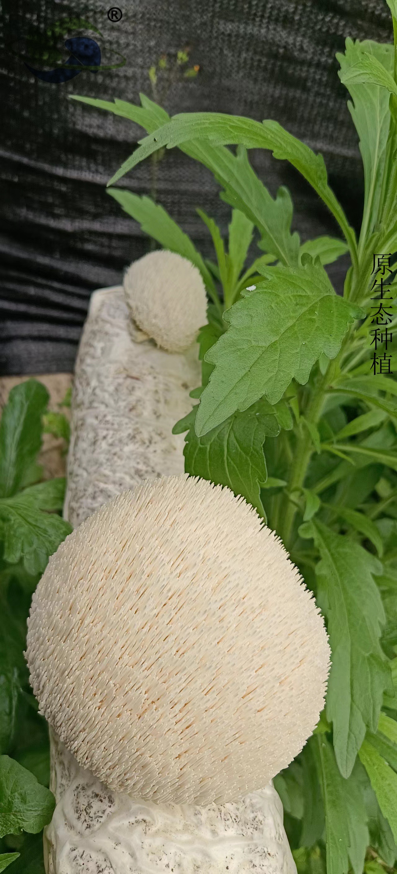 大朵猴头菇