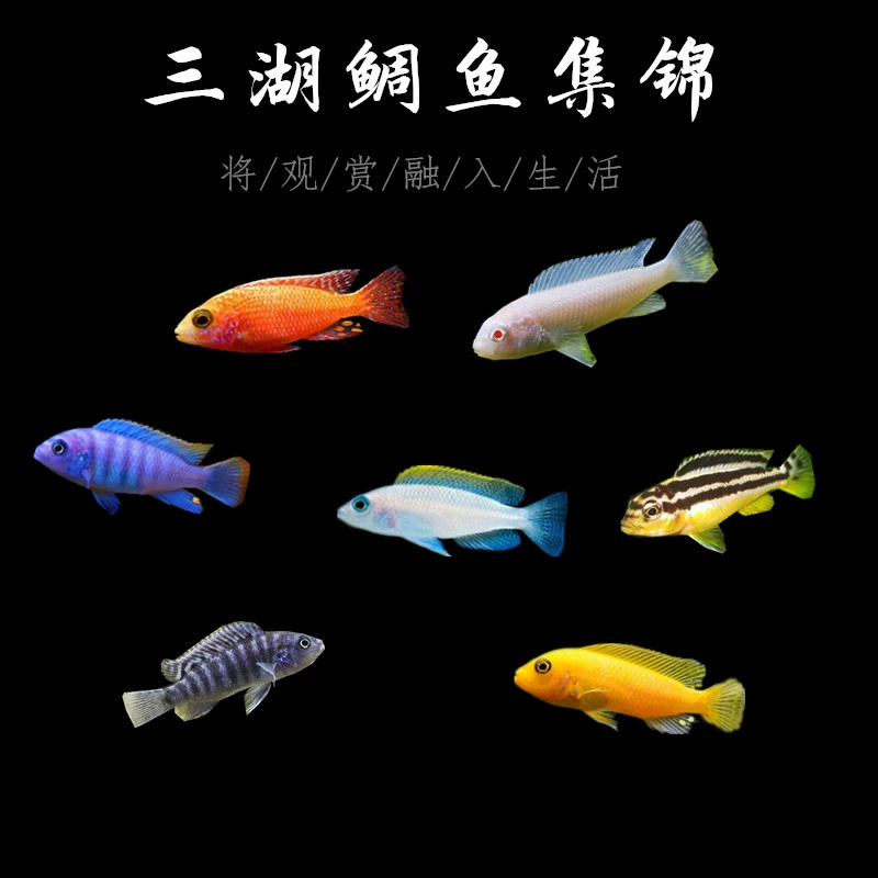 Тропические рыбы декоративные рыбы Санху цихлида рыба снег в красном Африканский Феникс лошадь лещ Санху лошадь лещ живой питомец