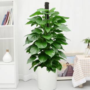 Large Green Radish Column Potted Plant in the Living Room of the Office, Large Green Plant to Attract Wealth, Internet Celebrity to Purify the Air, Plant to Remove Formaldehyde