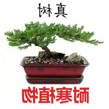 迎客松盆景植物室内松树绿植花卉小盆栽四季常青真树造型盆景树桩