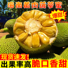 海南菠萝蜜新鲜水果包邮40斤黄肉波罗蜜一整个水果新鲜整箱当季红