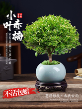 小叶赤楠老桩树苗紫檀微景观办公室四季好养金丝楠木盆栽桌面绿植