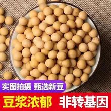 高品质非黄豆:来自黑龙江海伦市500克装适合豆浆和豆芽厂一件批发