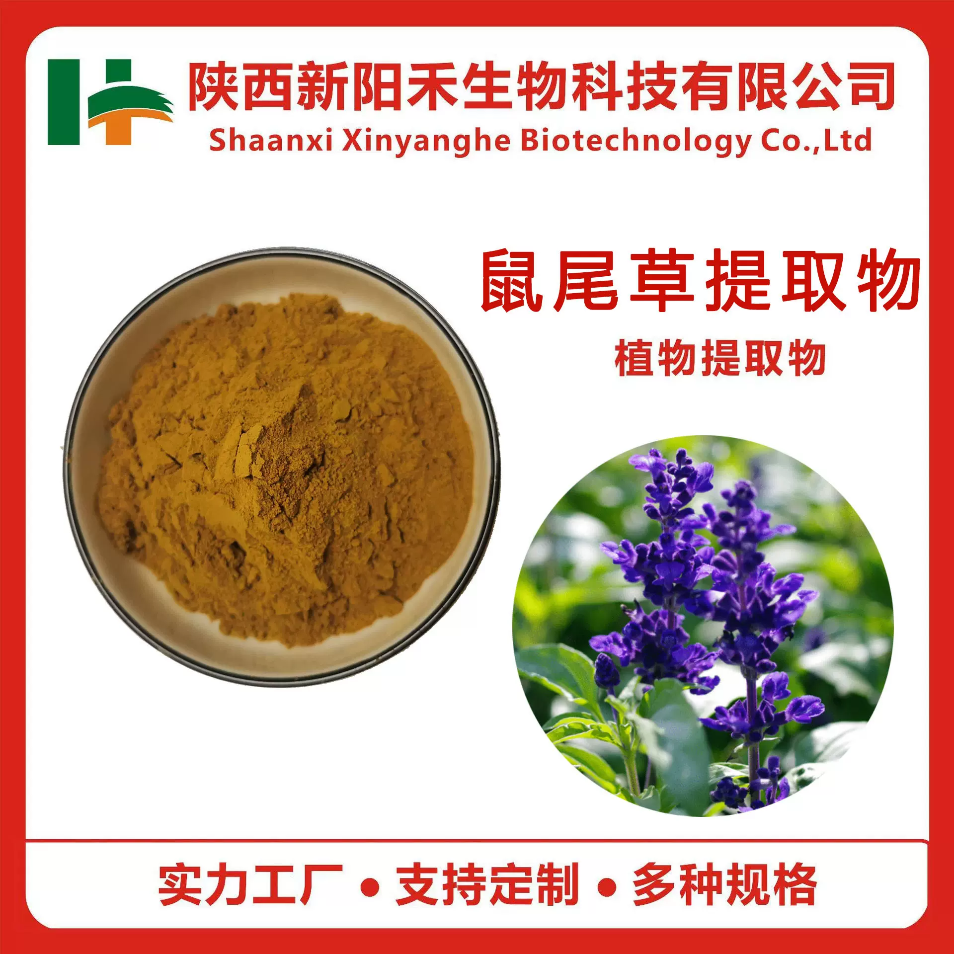 鼠尾草提取物 鼠尾草粉 鼠尾草酸 紫花丹提取物 鼠尾草酸粉新阳禾