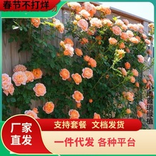 一件代发蔷薇花苗藤本月季特大花树庭院爬藤植物阳台花卉玫瑰盆栽