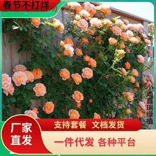 һ�����l�Nޱ�����ٱ��¼��ش󻨘�ͥԺ����ֲ���̨����õ������