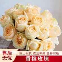 玫瑰月季小苗工程用苗批发零售高原红巧克力月季花藤本月季