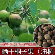 ��ľ�N ��ͩ�N����ͩ��ͩ�͘�Nͩ�Ә��ͩ