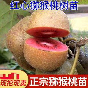 �Ĵ��nϪ�t�īJ������tꖏ����Ҽ޽���t���殐�ϱ����Nֲ������