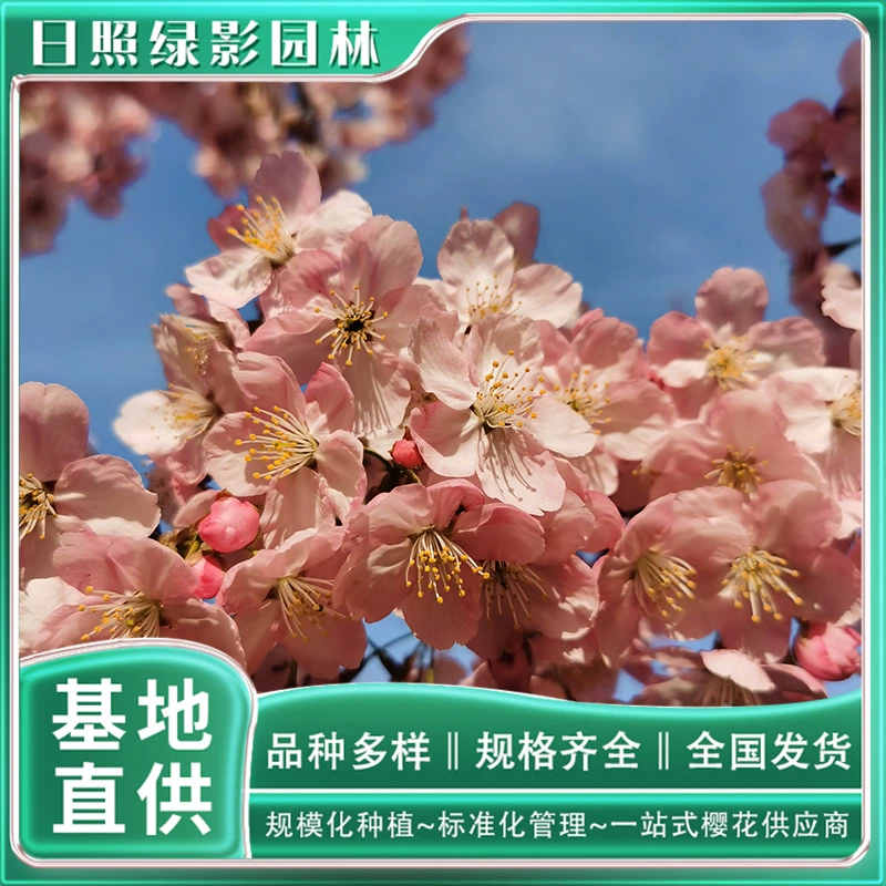 14 см Солнечный свет саженцы вишневого дерева какая рыночная вишневая база непосредственно для зеленой тени Сад Саншайн Вишня