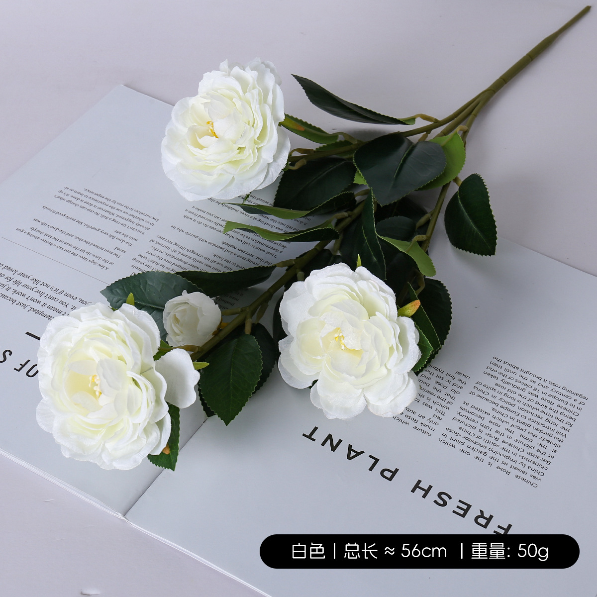 Una sola camelia / blanca