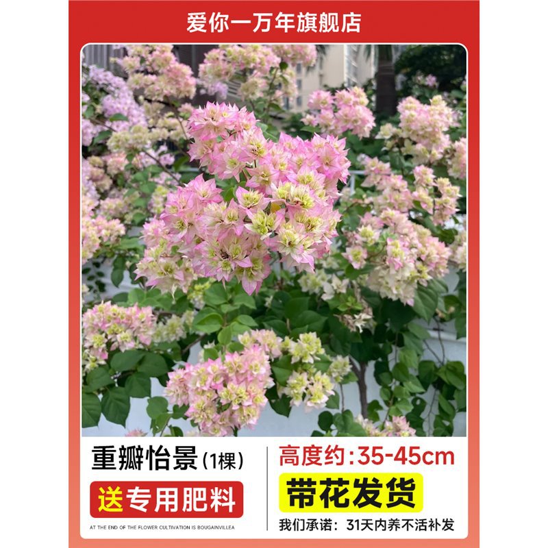 [점장 추천] 부겐빌레아 : 이중 이징 모종 [꽃과 함께 배송] + 비료