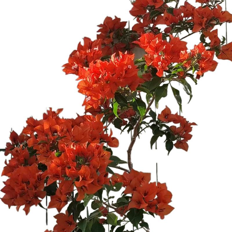 Qinhuahibiscus 老根耐寒性つる植物八重咲き四季開花鉢植え中庭観賞花バルコニー|undefined