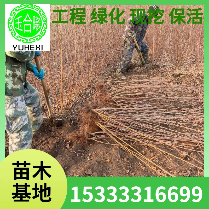 Prunus xilantiana 170-260cm 2-9 веток с высокой выживаемостью Саженцы шоссейной изгороди