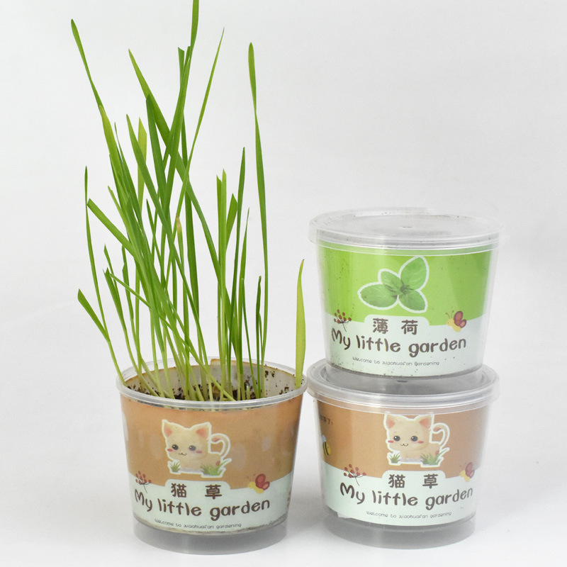Cat grass for cats, catnip, new style cat grass, plastic box cat grass and catnip