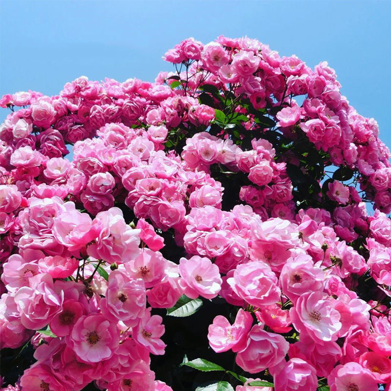 안젤라(모종 1개에 뿌리가루가 들어있습니다)