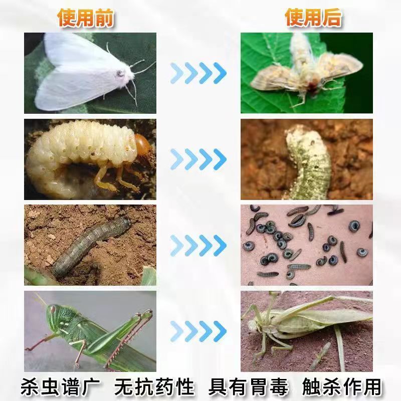 高塩素甲維塩殺虫剤甜菜夜蛾青虫小菜蛾アブラムシドリル虫トウモロコシ巻き葉虫農薬|undefined