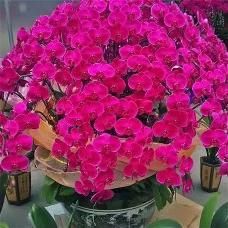 Orquídea de mariposa en las cuatro estaciones, balcón interior, oficina en maceta, flores verdes, fácil alimentación image 26