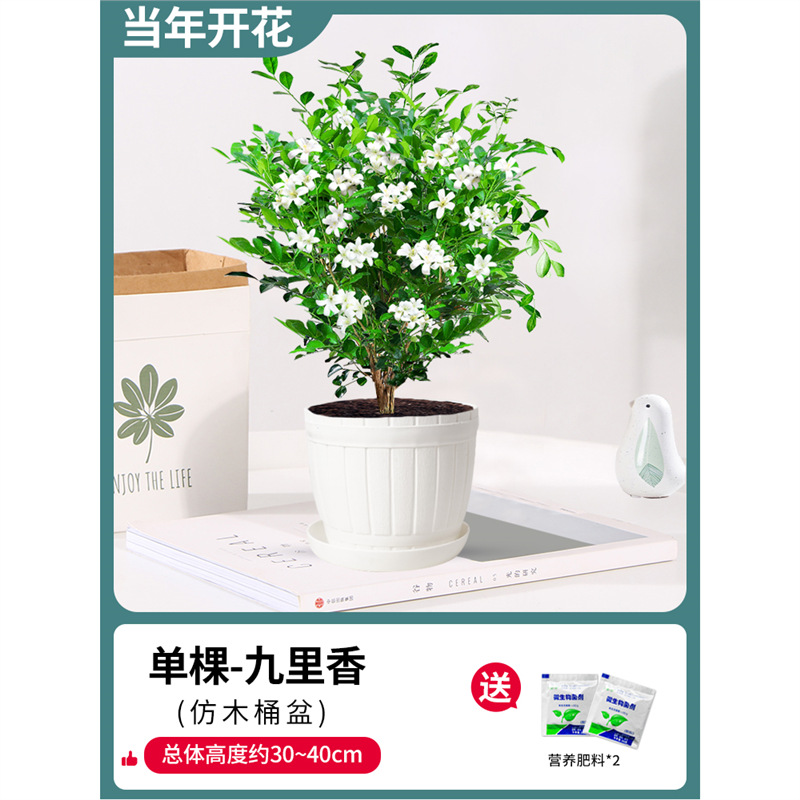 고운 단독 건조 구리향 6년생 모종(모조 통과 냄비) + 비료