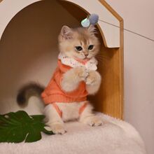 2����С؈���·�����ë؈؈��ż��u����؈�ﶬ���ﶬ�챣ůë��