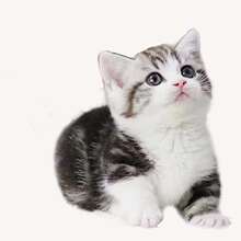 ���N����؈���w����؈���_؈�۶�С؈�����؈�����̼Ӱ���˾؈