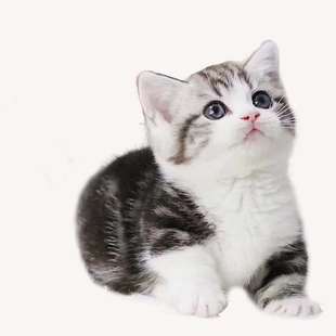���N����؈���w����؈���_؈�۶�С؈�����؈�����̼Ӱ���˾؈